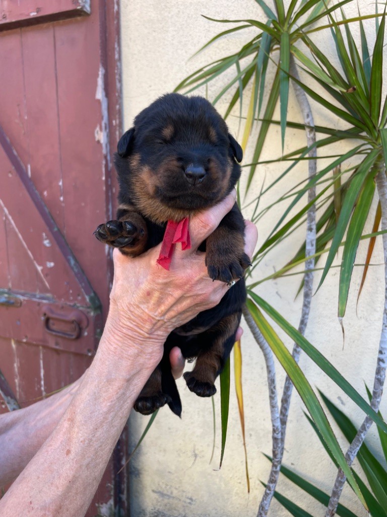 CHIOT rouge - Berger de Beauce