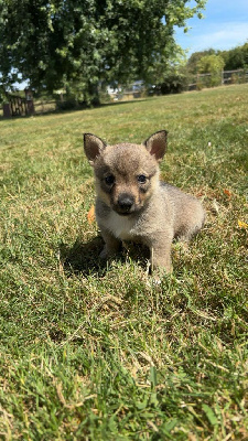 Les chiots de Spitz des Visigoths