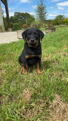 Les chiots de Berger de Beauce