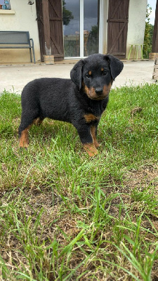 Les chiots de Berger de Beauce