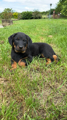 Les chiots de Berger de Beauce