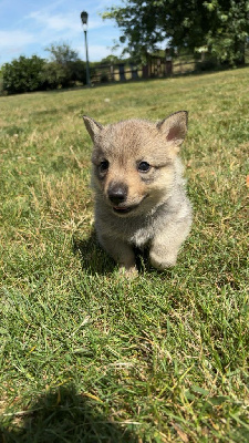 Les chiots de Spitz des Visigoths