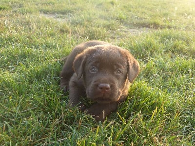 Les chiots de Labrador Retriever