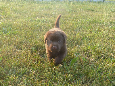 FEMELLE CHOCOLAT - Labrador Retriever