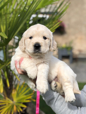 Les chiots de Golden Retriever