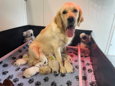 Les chiots de Golden Retriever