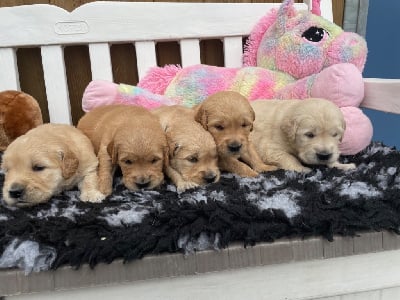 Les chiots de Golden Retriever