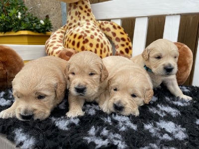 Les chiots de Golden Retriever