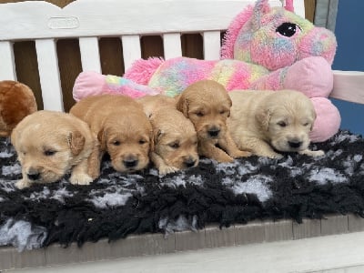 Les chiots de Golden Retriever