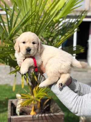 Les chiots de Golden Retriever