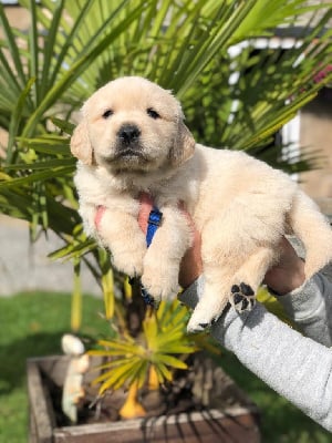 Les chiots de Golden Retriever