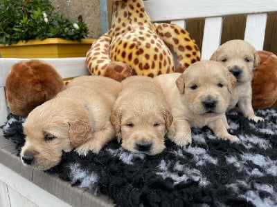 Les chiots de Golden Retriever