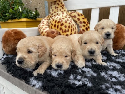 Les chiots de Golden Retriever