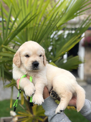 Les chiots de Golden Retriever