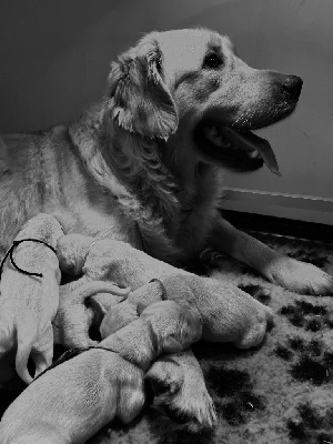 Les chiots de Golden Retriever