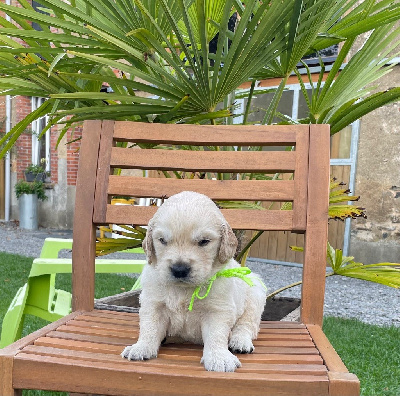 Les chiots de Golden Retriever