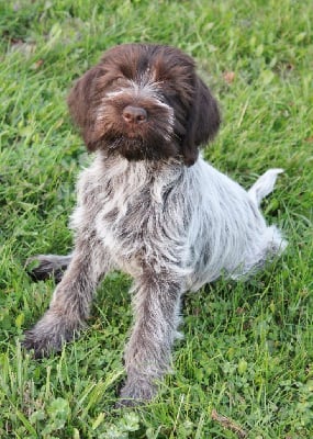 Les chiots de Griffon d'arrêt à poil dur Korthals