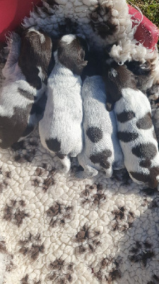 Les chiots de Griffon d'arrêt à poil dur Korthals