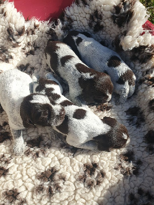 Les chiots de Griffon d'arrêt à poil dur Korthals