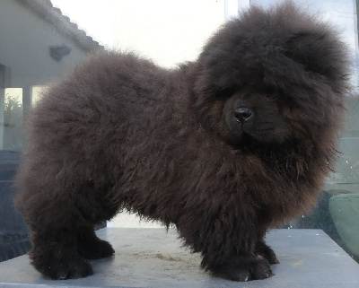 Les chiots de Chow Chow