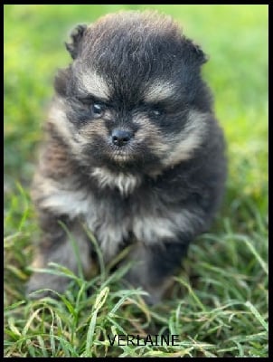 Les chiots de Spitz allemand