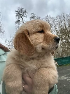 Les chiots de Golden Retriever