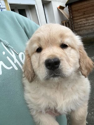 Les chiots de Golden Retriever