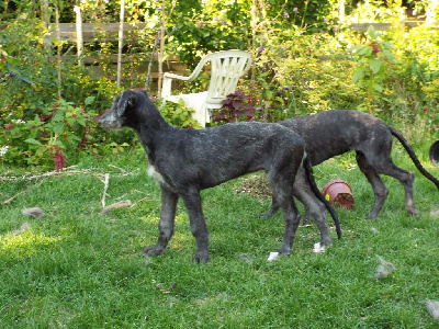 Les chiots de Levrier Ecossais