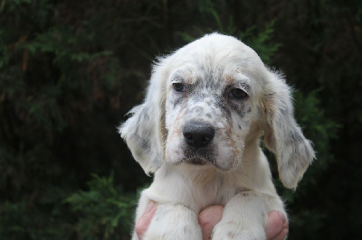 Les chiots de Setter Anglais