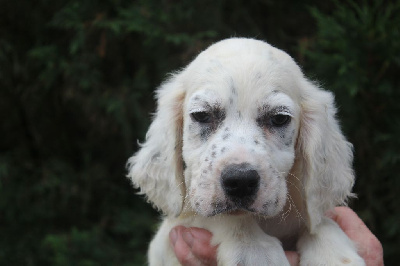 Les chiots de Setter Anglais