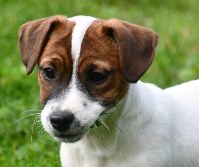 CHIOT - Jack Russell Terrier