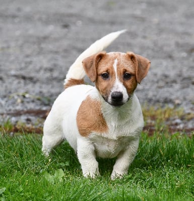 CHIOT - Jack Russell Terrier