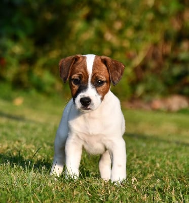 Les chiots de Jack Russell Terrier