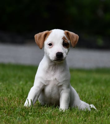 Les chiots de Jack Russell Terrier