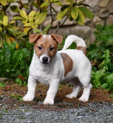 CHIOT - Jack Russell Terrier