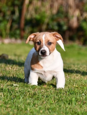 Les chiots de Jack Russell Terrier