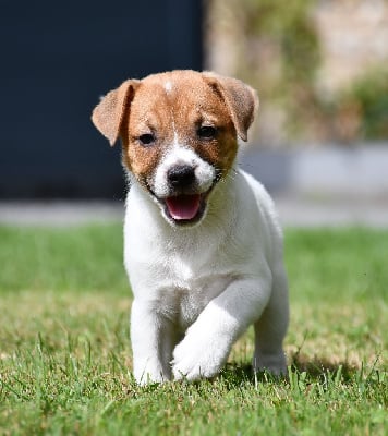 Les chiots de Jack Russell Terrier