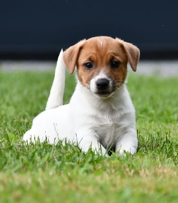 Les chiots de Jack Russell Terrier