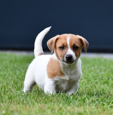 CHIOT - Jack Russell Terrier