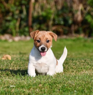 Les chiots de Jack Russell Terrier