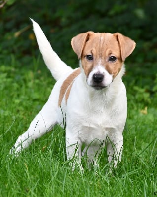 CHIOT - Jack Russell Terrier