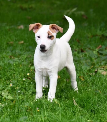 CHIOT - Jack Russell Terrier