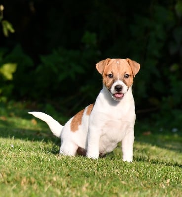 Les chiots de Jack Russell Terrier