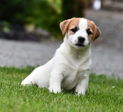 Les chiots de Jack Russell Terrier