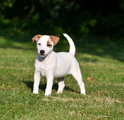 Les chiots de Jack Russell Terrier