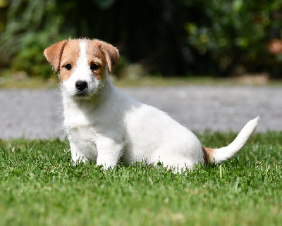 Les chiots de Jack Russell Terrier