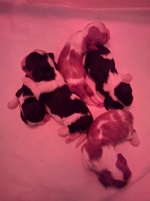 Les chiots de Cavalier King Charles Spaniel