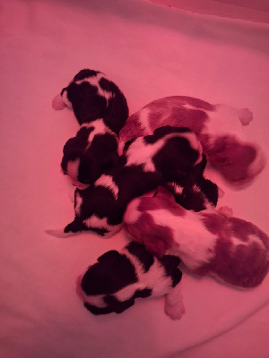 Les chiots de Cavalier King Charles Spaniel