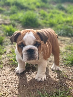 Les chiots de Bulldog Anglais