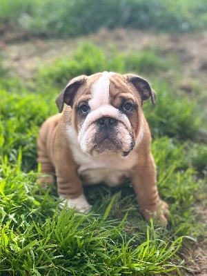 Les chiots de Bulldog Anglais